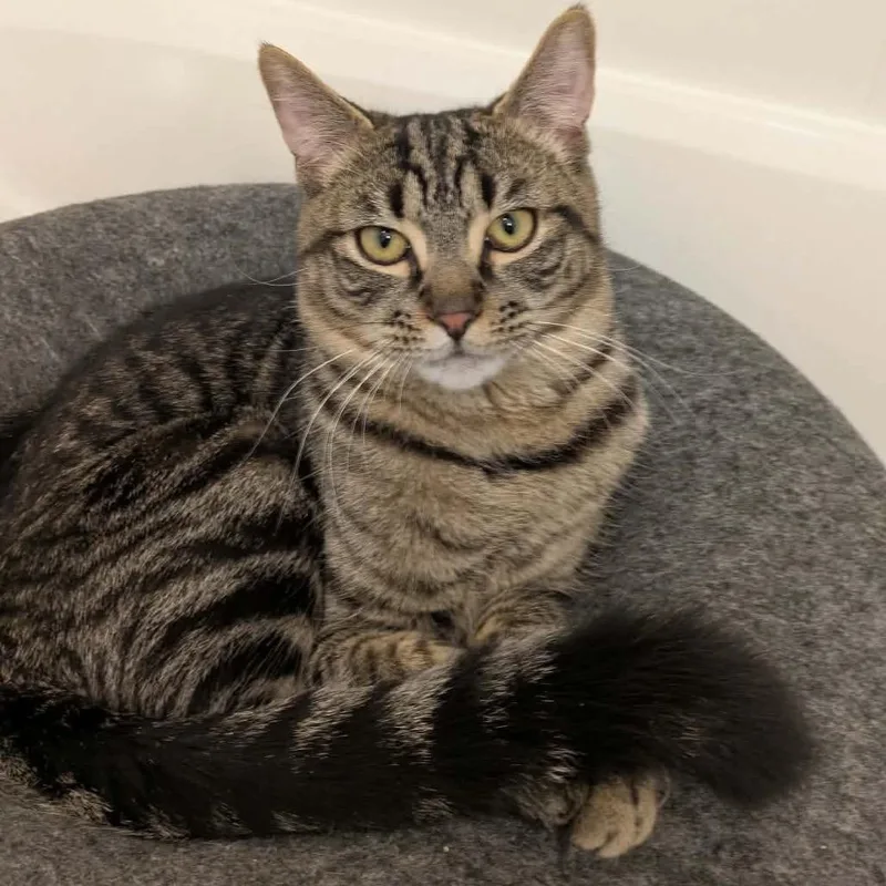 Chad Michael Purray thumbnail 4