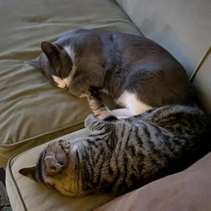 Chad Michael Purray thumbnail 6