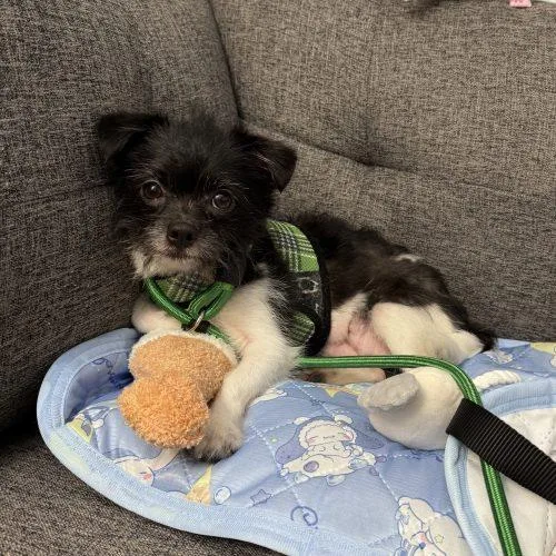 An adult small-sized female Black Chihuahua dog named Bella for adoption in Verona, NJ