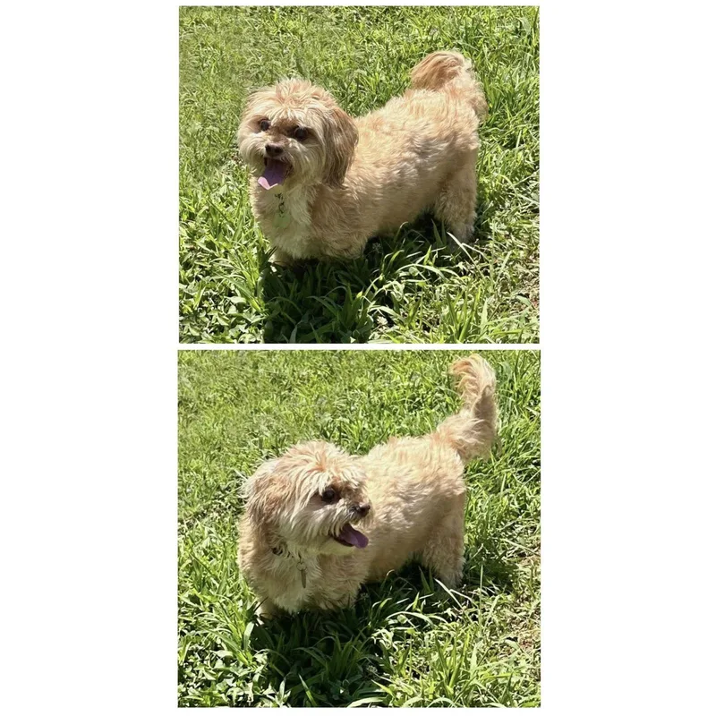 A senior medium-sized female Shih Tzu dog named Bella for adoption in North Wilkesboro, NC