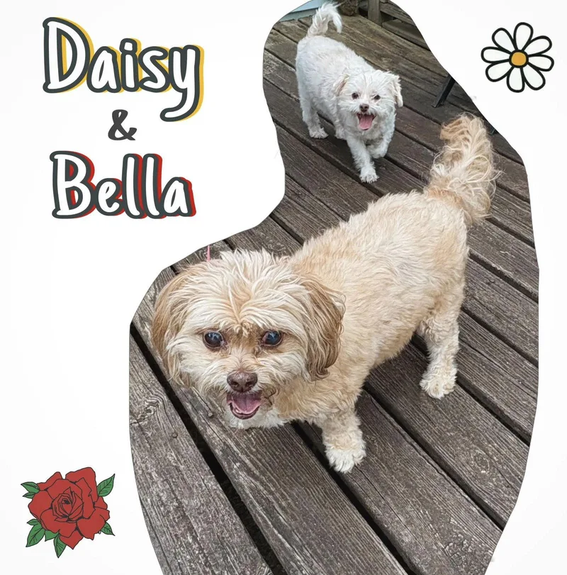 Bella thumbnail 2