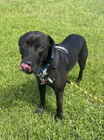 An adult large-sized male Mixed Breed dog named Moose for adoption in Vero Beach, FL