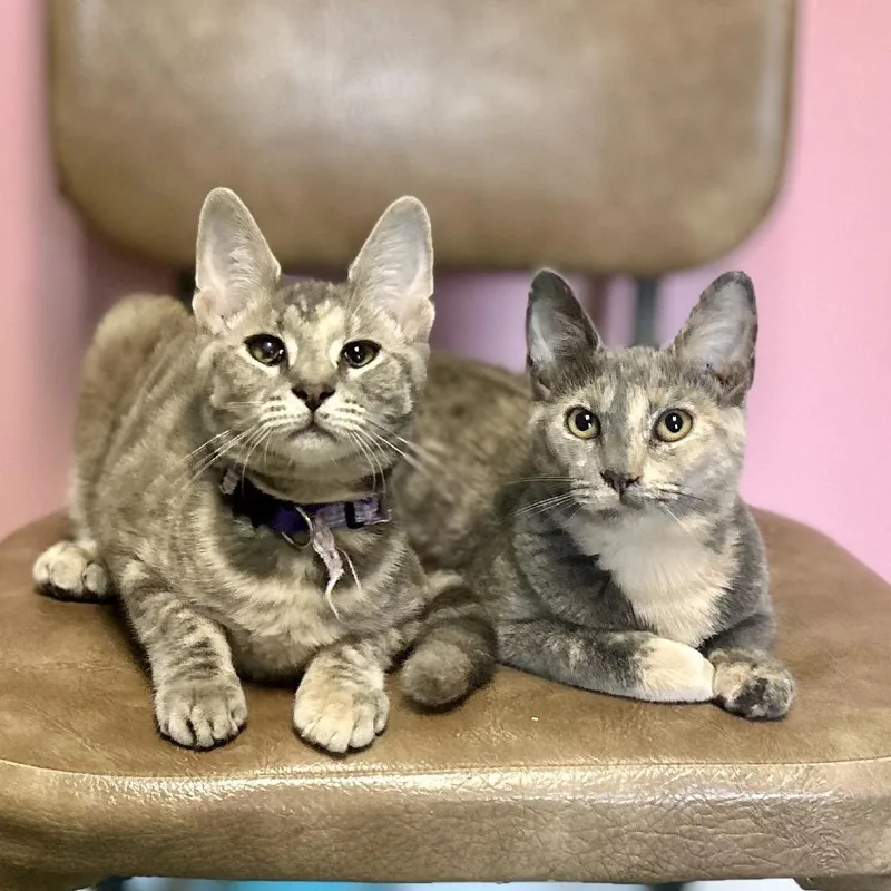 A young small-sized female Gray / Blue / Silver Domestic Short Hair cat named Sara for adoption in Philadelphia, PA