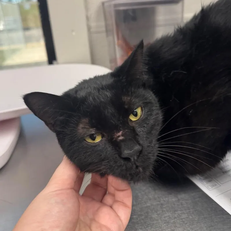 A baby large-sized male Black Domestic Short Hair cat named Naughty Wilbur for adoption in Columbiana, AL