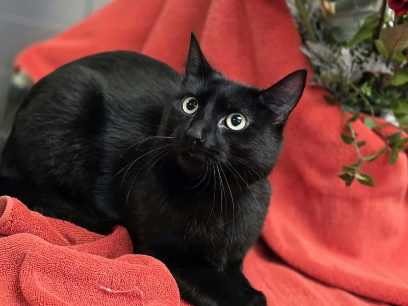 An adult medium-sized female Domestic Short Hair cat named Scream for adoption in Merrillville, IN