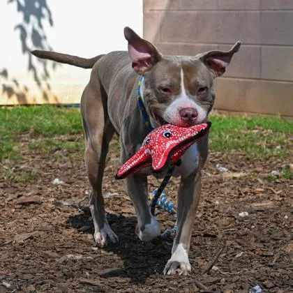 An adult large-sized male Mixed Breed dog named Rainstorm for adoption in Chamblee, GA