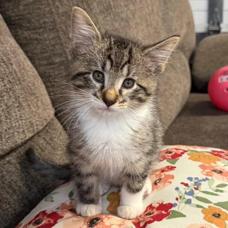 A baby small-sized male Brown / Chocolate Domestic Short Hair cat named Meatball for adoption in Troy, IL