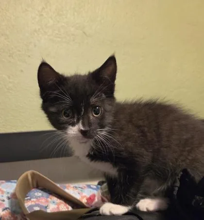A baby small-sized male Domestic Short Hair cat named Spiderman for adoption in Sacramento, CA