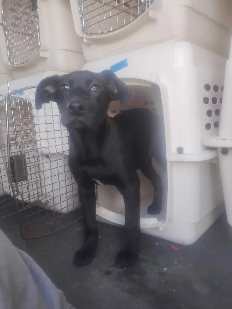 A baby medium-sized male Mixed Breed dog named Parmesan for adoption in Jonesboro, AR