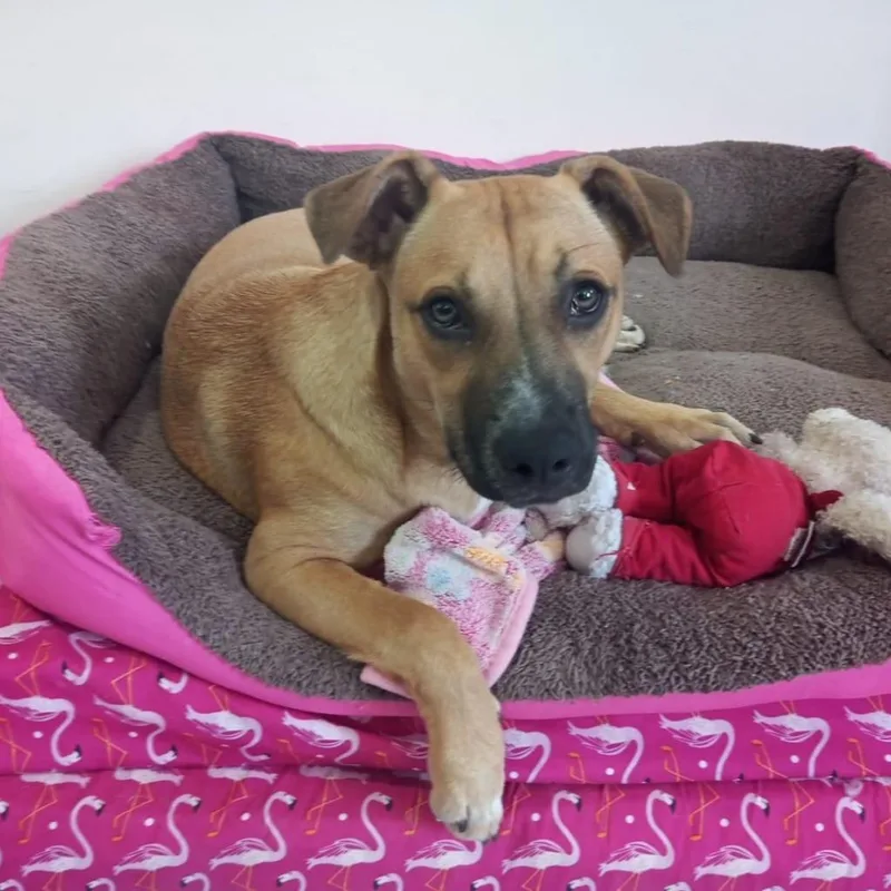 Lanie Jum thumbnail 2