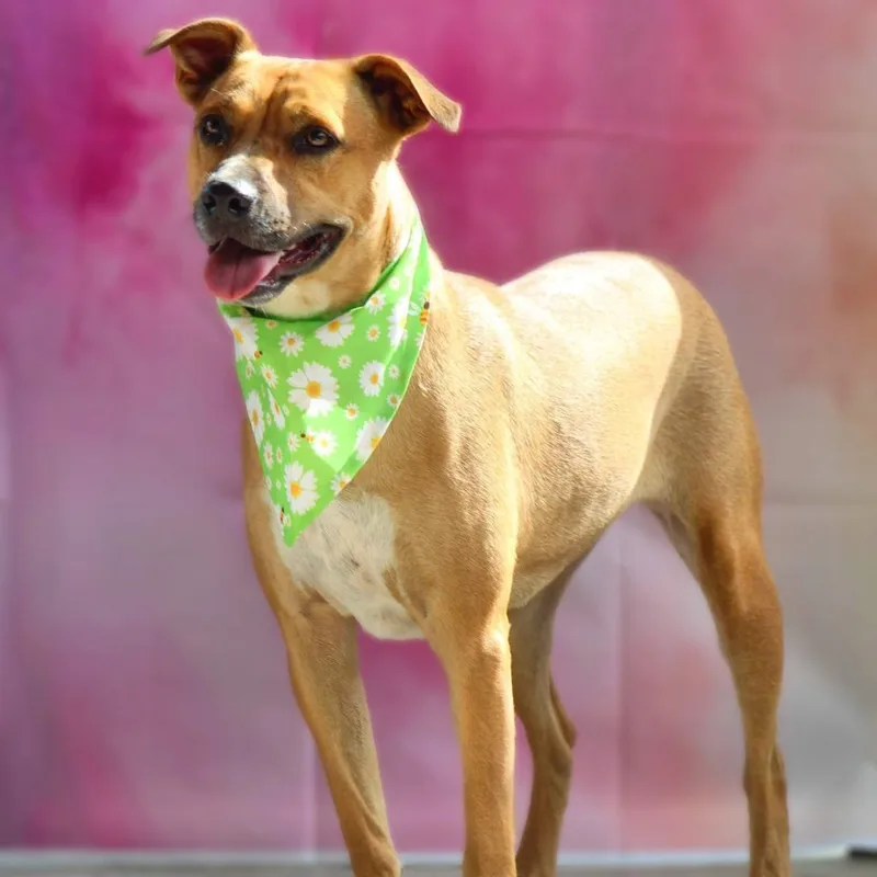 Lanie Jum thumbnail 4