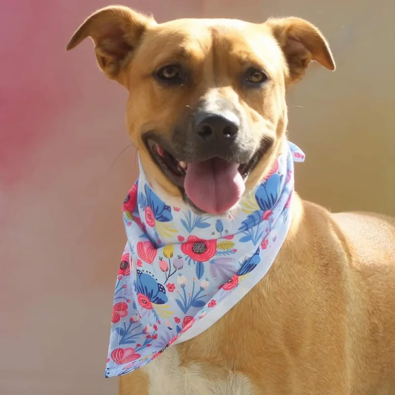 Lanie Jum thumbnail 5