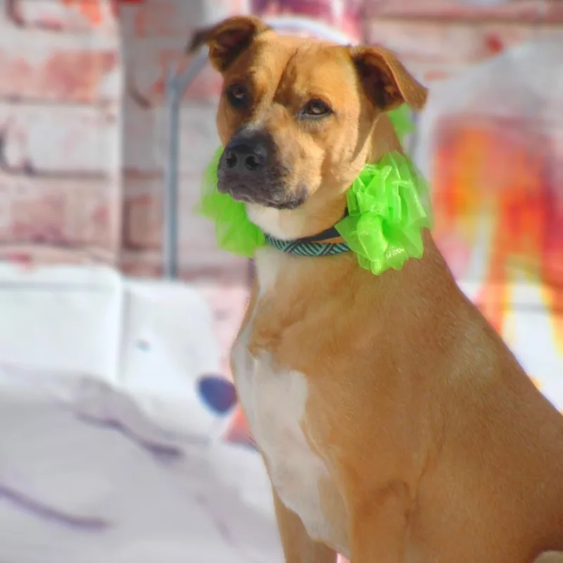 Lanie Jum thumbnail 6