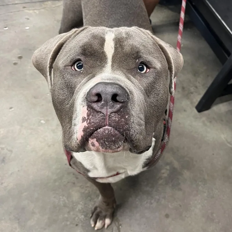 A young extra large-sized male Gray / Blue / Silver Terrier dog named Zeus for adoption in Tampa, FL