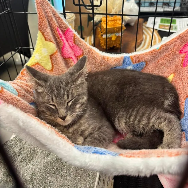 A baby small-sized male Gray / Blue / Silver Domestic Long Hair cat named Kohl for adoption in Odenville, AL