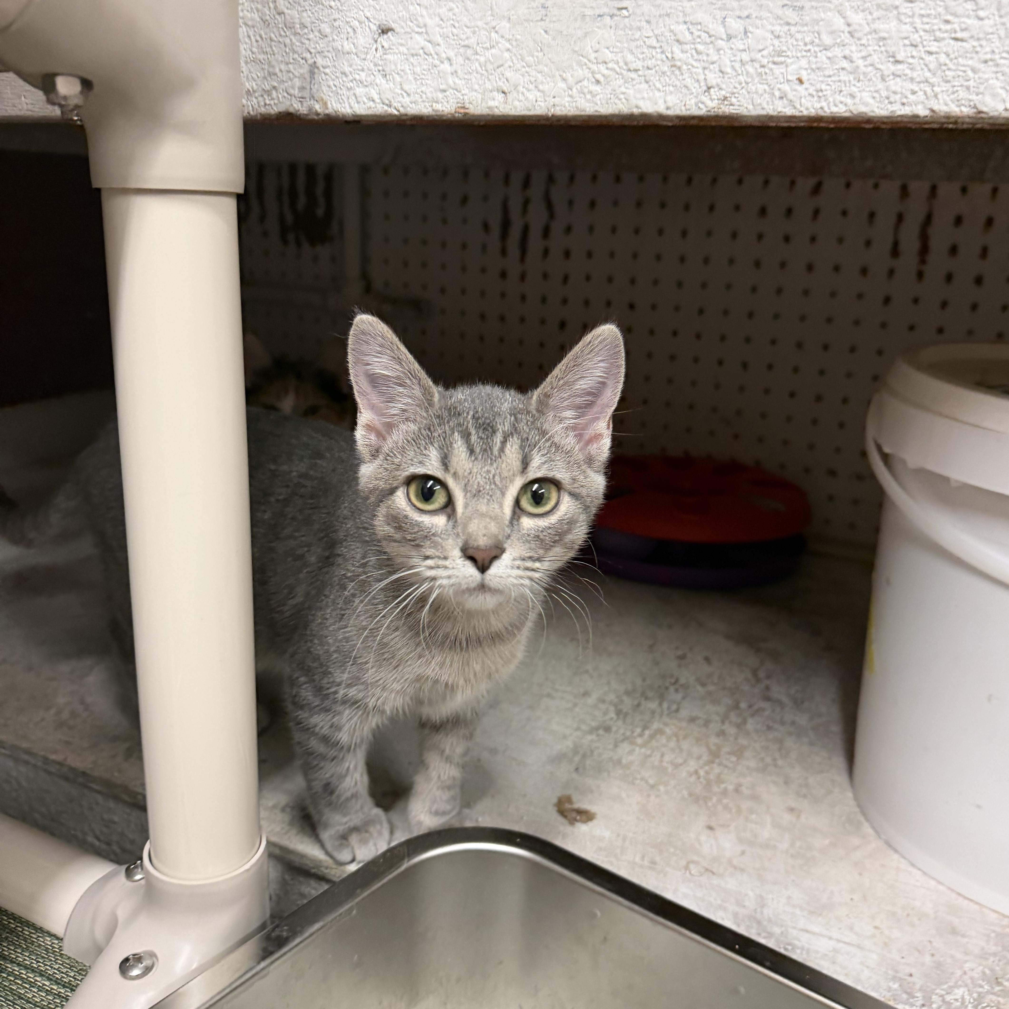 A young small-sized female Gray & White Domestic Short Hair cat named Lil Trout for adoption in Mauston, WI
