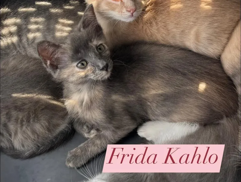 A baby medium-sized female Dilute Tortoiseshell Domestic Short Hair cat named Frida Kahlo for adoption in Houston, TX