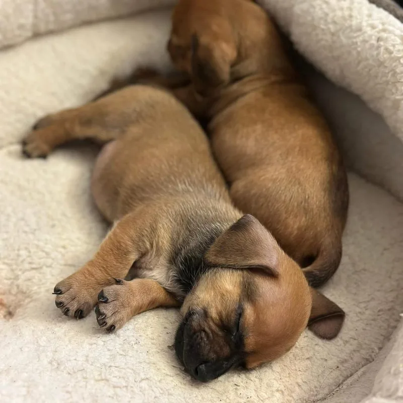 A baby small-sized male Brown / Chocolate Dachshund dog named Kentucky Mule C for adoption in Allen, TX