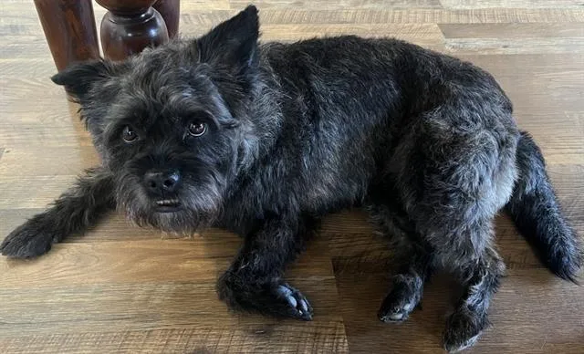 An adult small-sized female Border Terrier dog named Beans for adoption in Camarillo, CA