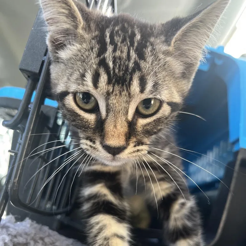 A baby small-sized male Brown / Chocolate Domestic Short Hair cat named Snapple for adoption in Lake Jackson, TX
