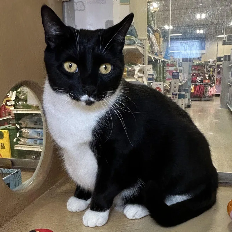 A young medium-sized female Black & White / Tuxedo Tuxedo cat named Madam President for adoption in Norwood, OH