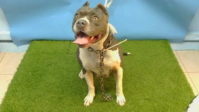 An adult large-sized female Pit Bull Terrier dog named Lady for adoption in Gardena, CA