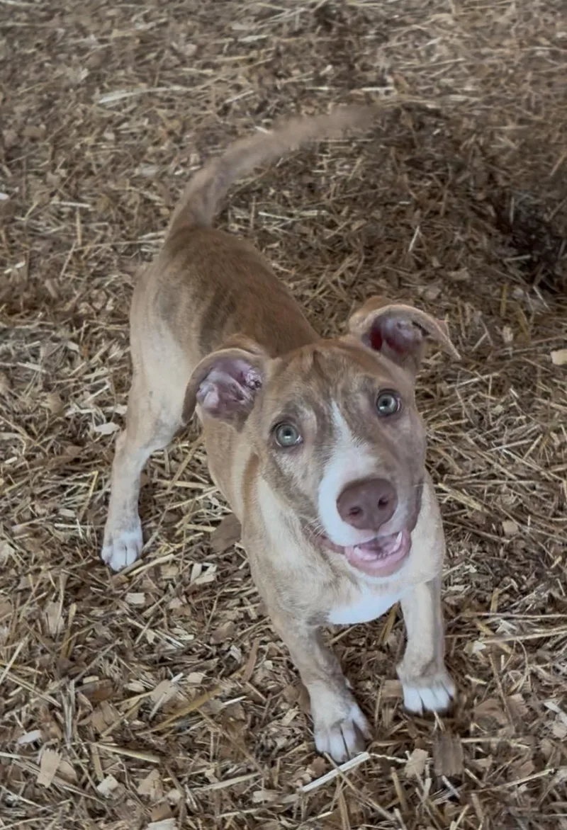 A young medium-sized male Brindle Terrier dog named Buckee for adoption in Huntsville, AL