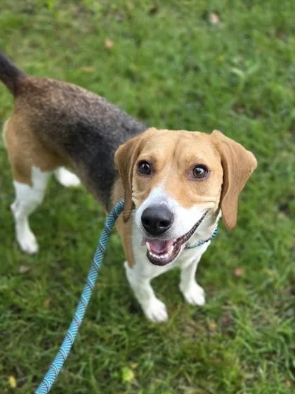 A young medium-sized female Beagle dog named Chuga Chuga Ruru for adoption in Westland, MI