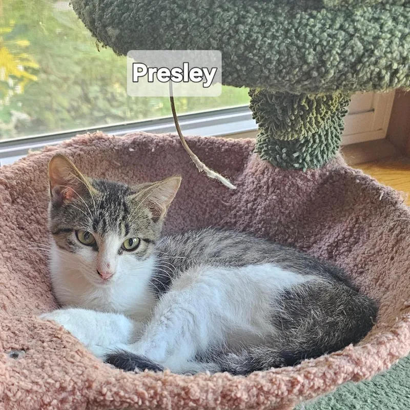 A baby small-sized female White Domestic Short Hair cat named Presley for adoption in Rochester, MN