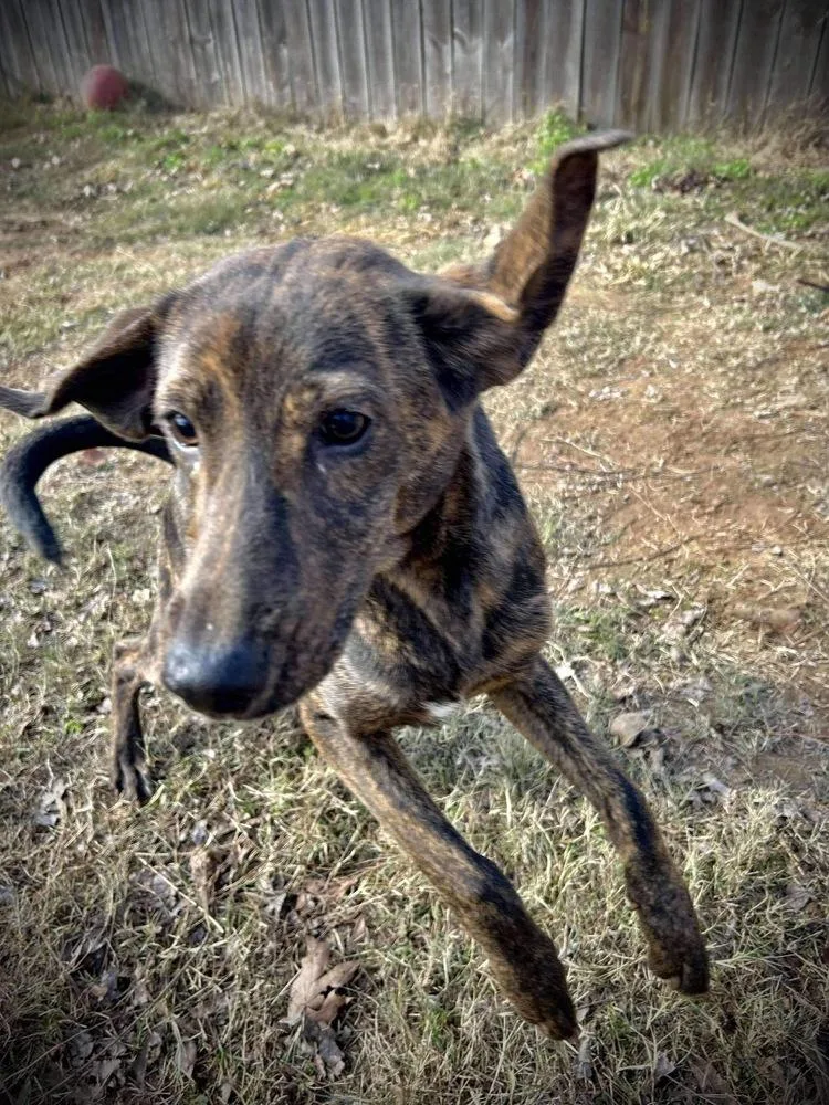 Rolypoly thumbnail 2