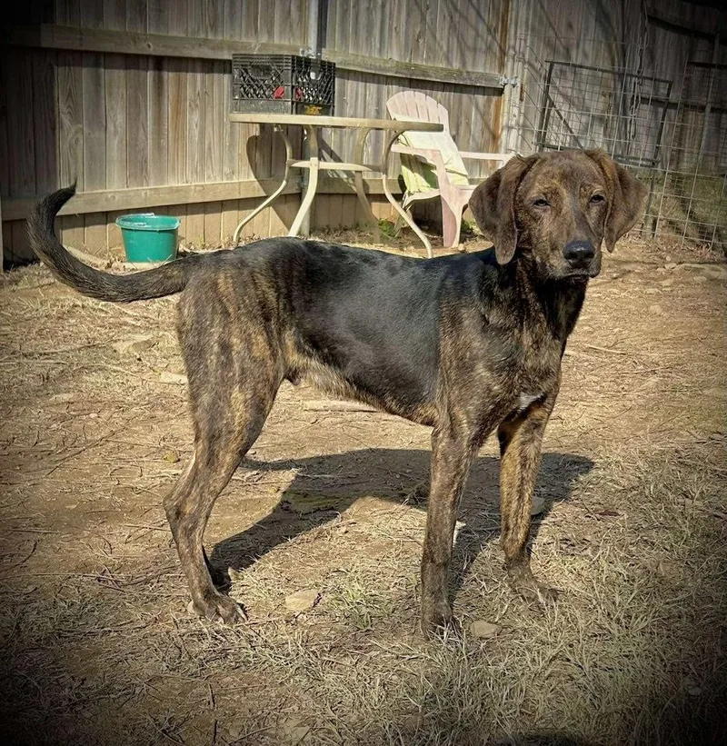 Rolypoly thumbnail 3