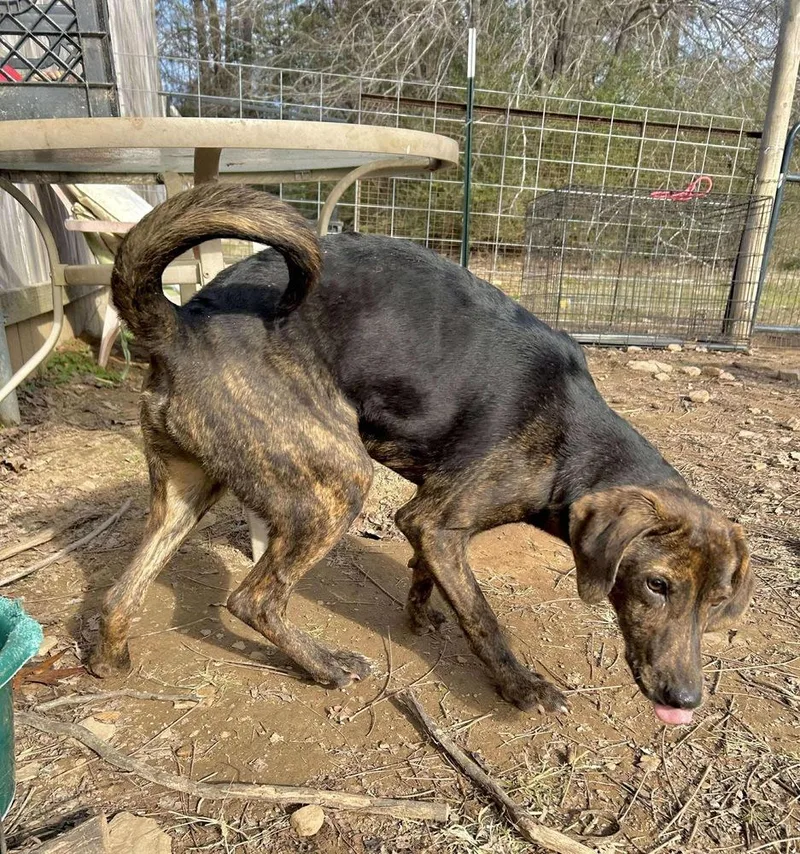 Rolypoly thumbnail 4