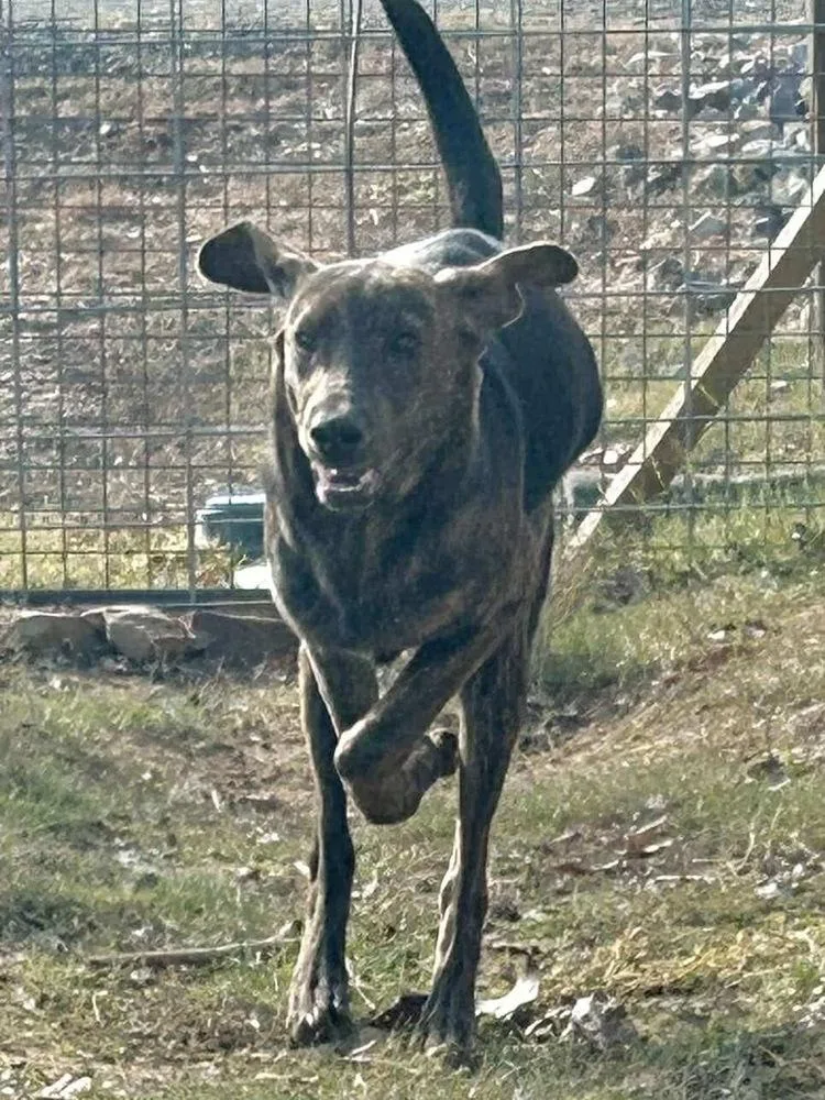 Rolypoly thumbnail 5