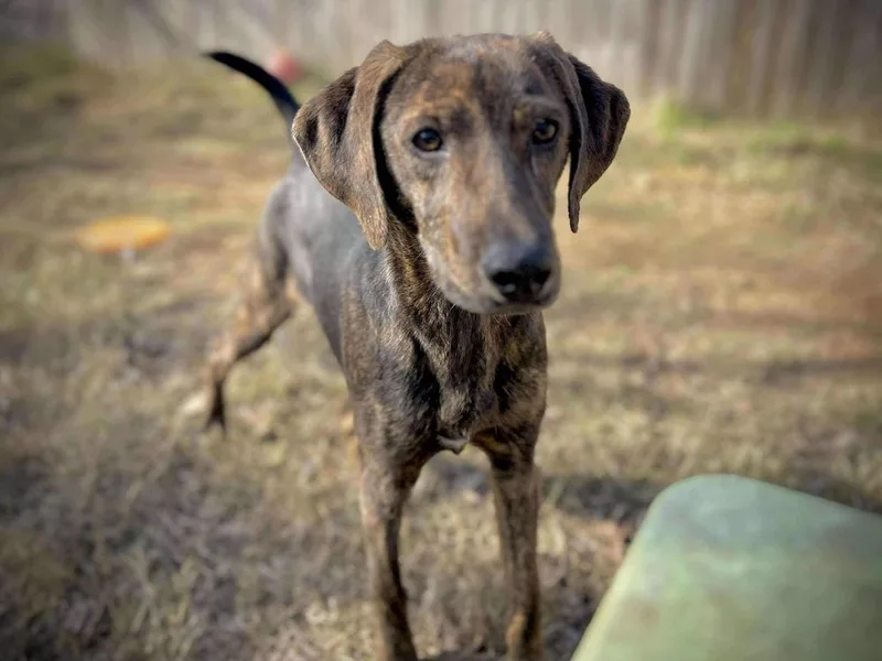 Rolypoly thumbnail 6