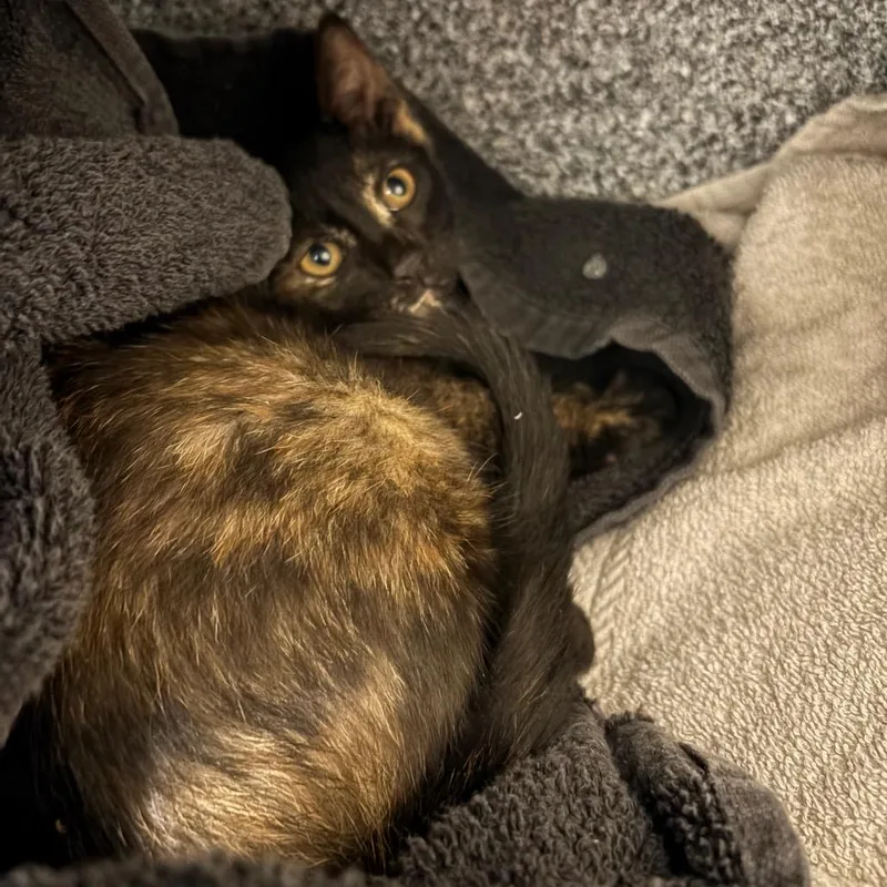 A baby small-sized female Tortoiseshell Domestic Short Hair cat named Turtle for adoption in League City, TX