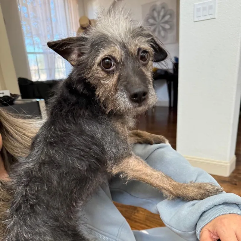 Lil' Elle thumbnail 4