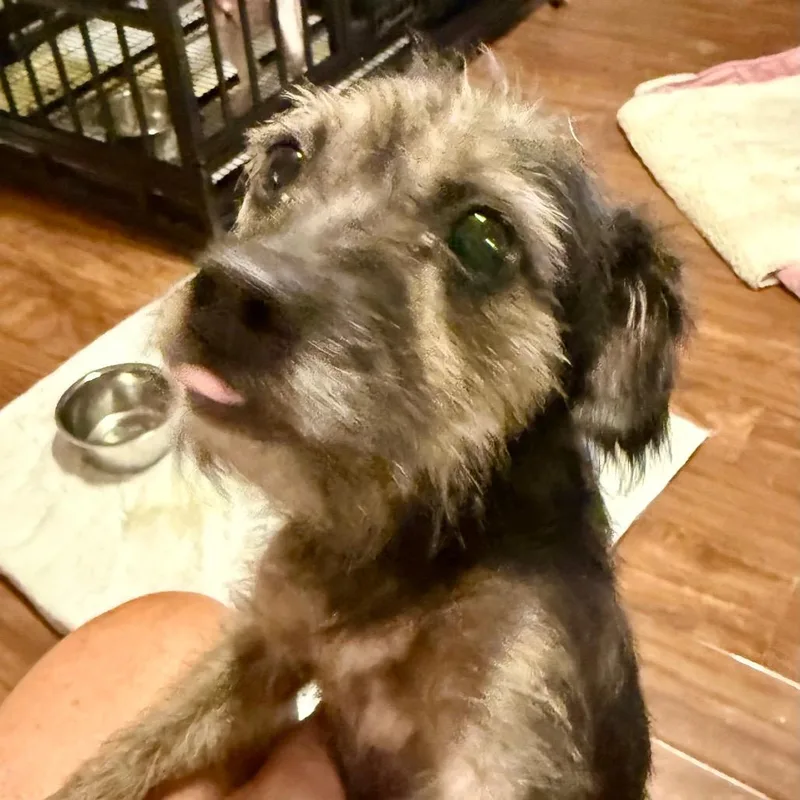 Lil' Elle thumbnail 6