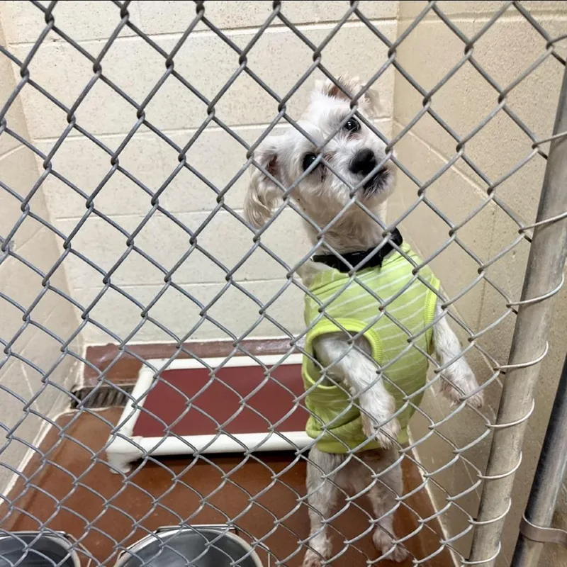 An adult small-sized male Schnauzer dog named Laddie for adoption in Tyrone, GA