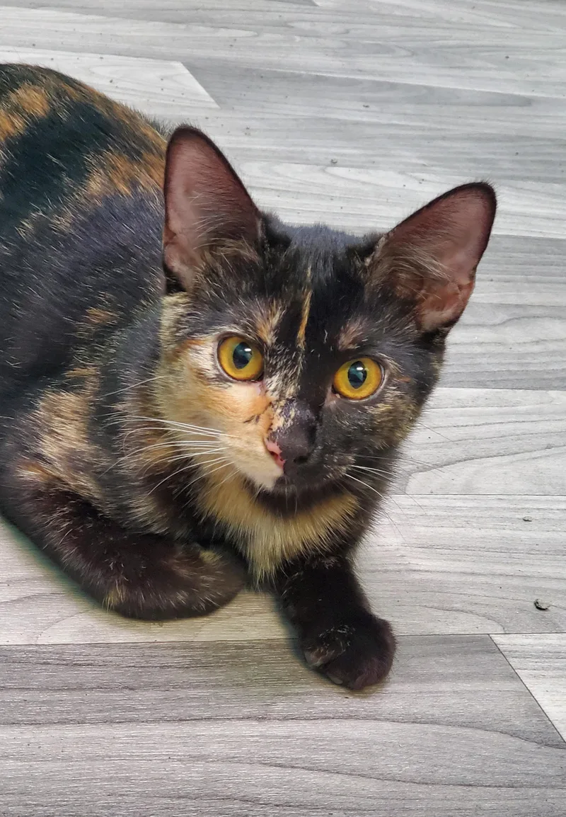 A young small-sized female Tortoiseshell Domestic Short Hair cat named Ember for adoption in Chicago, IL