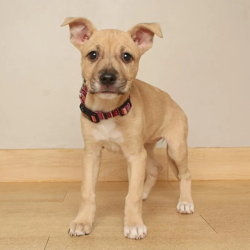 A baby large-sized female Pit Bull Terrier dog named SweeTango D for adoption in Minnetonka, MN