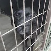 A young small-sized male Black Shepherd dog named Jaxx for adoption in Carlin, NV