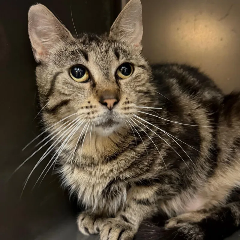 An adult small-sized female Brown / Chocolate Domestic Short Hair cat named Dove for adoption in Beckley, WV