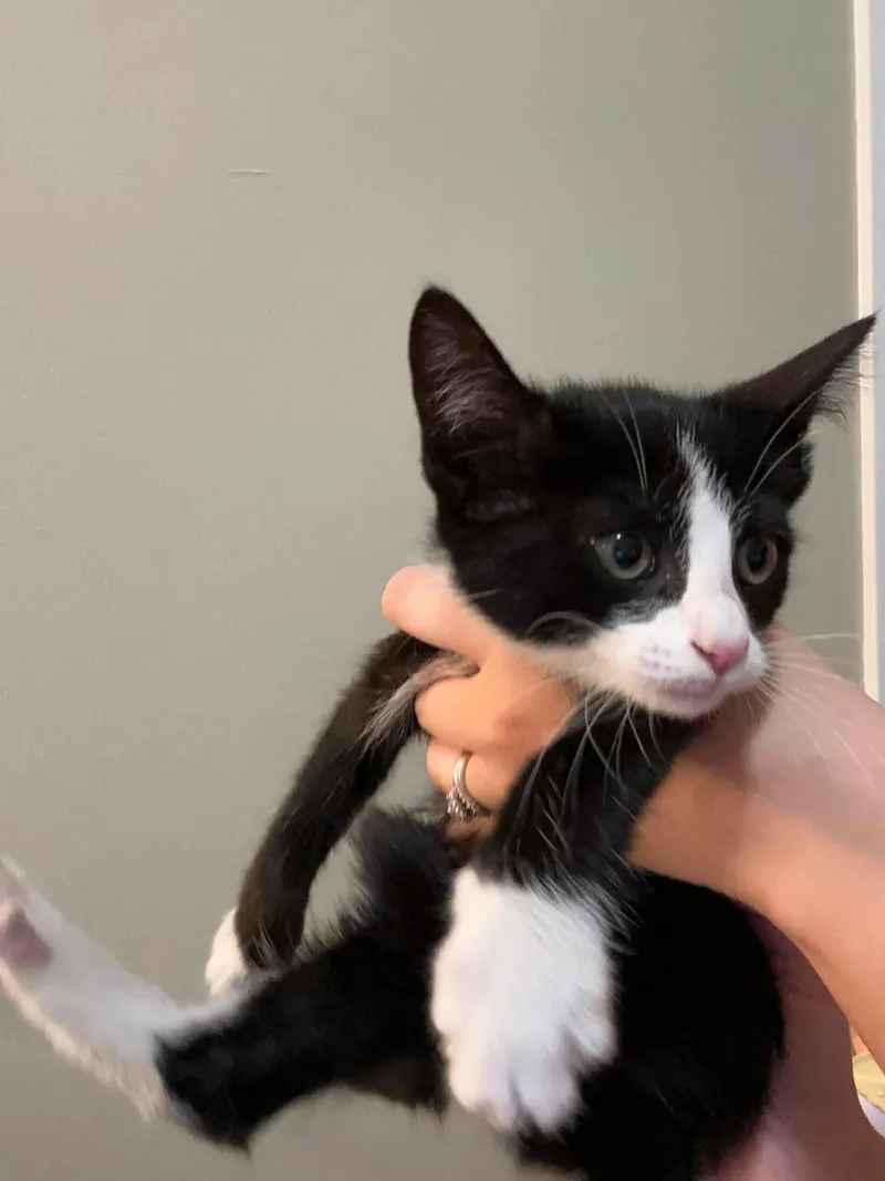 A baby small-sized female Domestic Short Hair cat named Rosalie for adoption in Enfield, CT