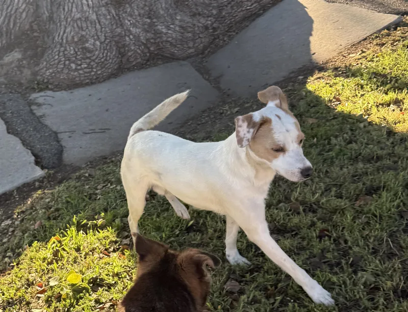 Gus~ Funloving Bff thumbnail 2