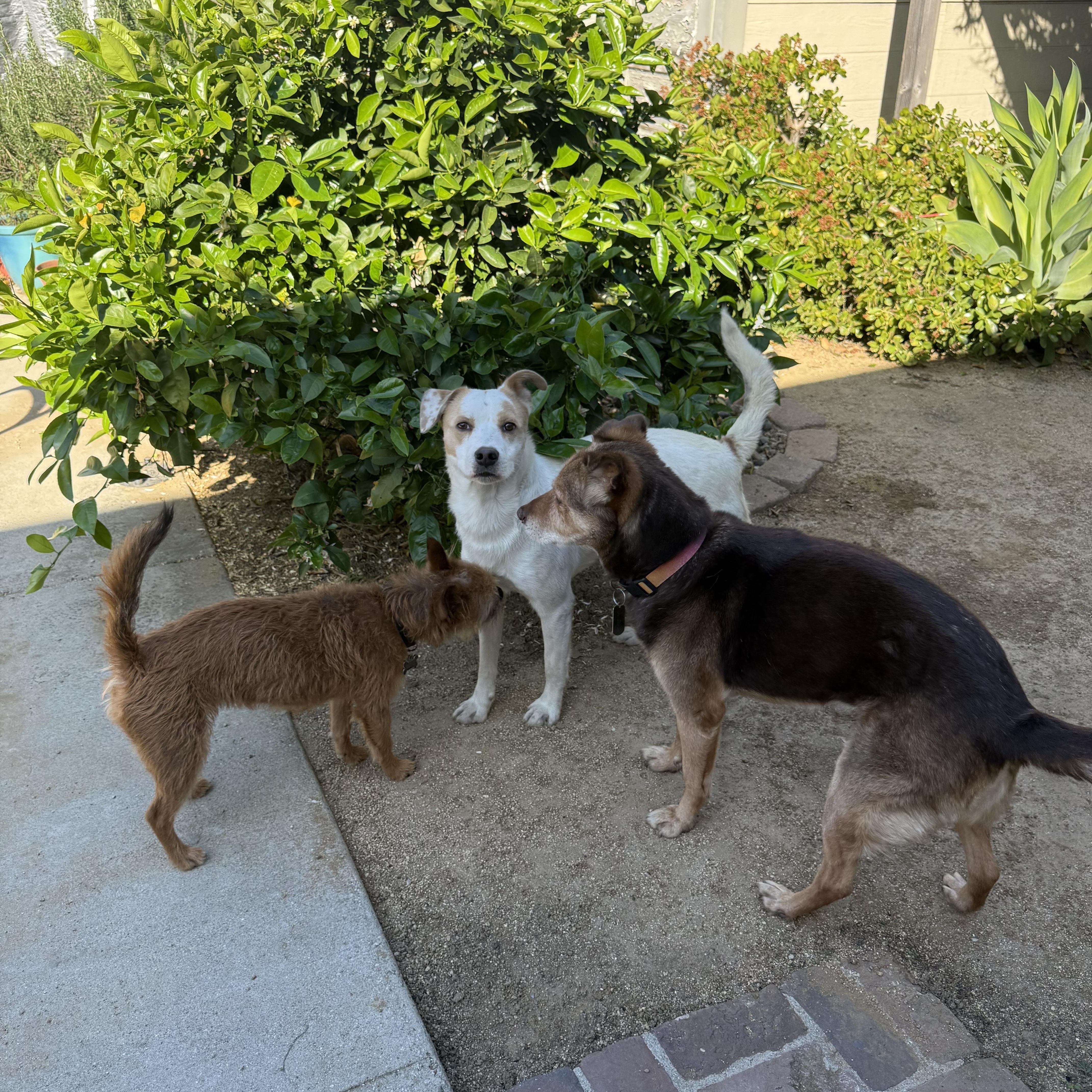 Gus~ Funloving Bff thumbnail 3