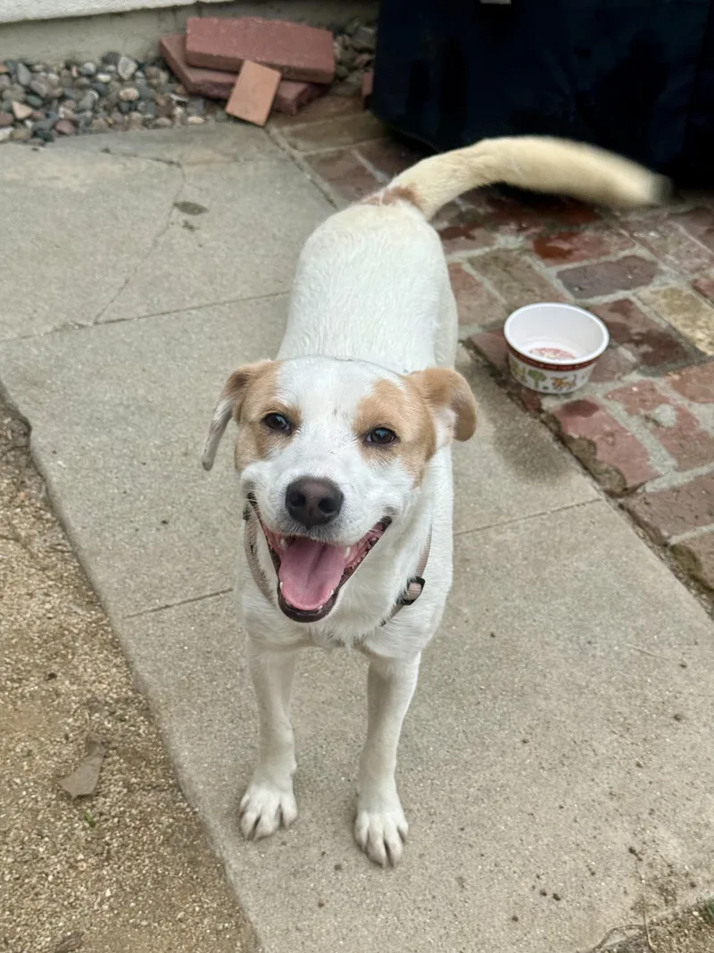 Gus~ Funloving Bff thumbnail 4