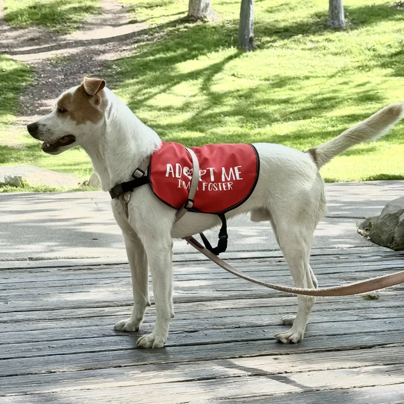 Gus~ Funloving Bff thumbnail 5