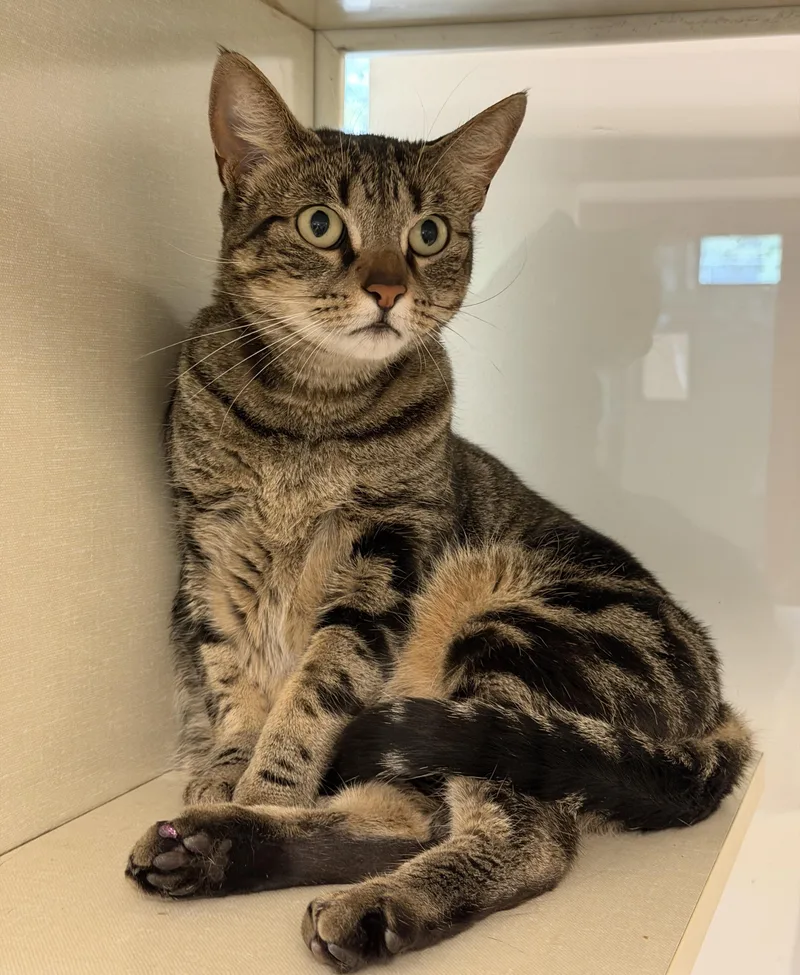 An adult medium-sized female Domestic Short Hair cat named Elvira for adoption in Slidell, LA
