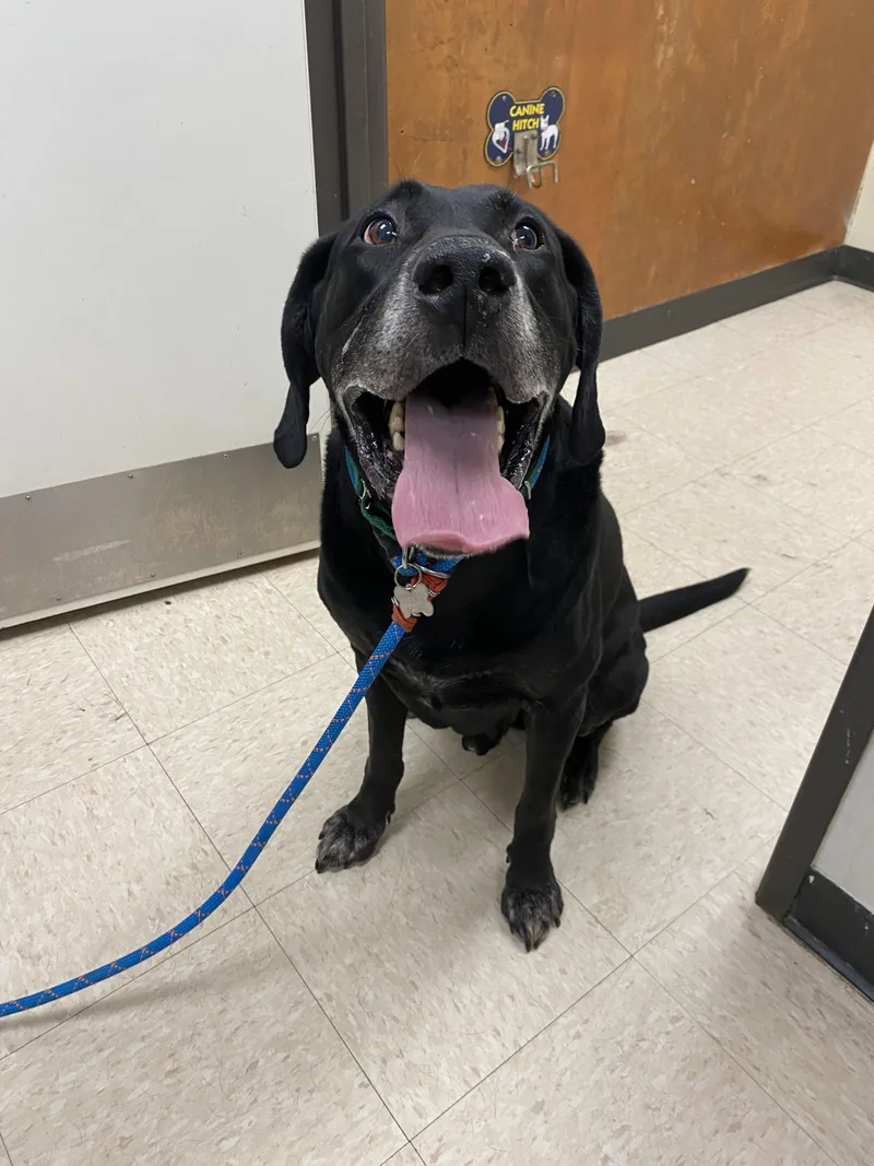 A senior large-sized male Labrador Retriever dog named Triscuit for adoption in Burlington, WA