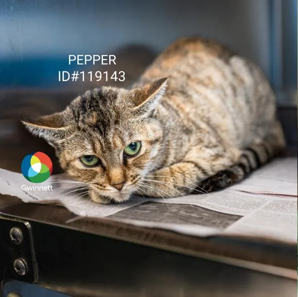 An adult small-sized female Domestic Short Hair cat named Sf C Pepper for adoption in Lawrenceville, GA